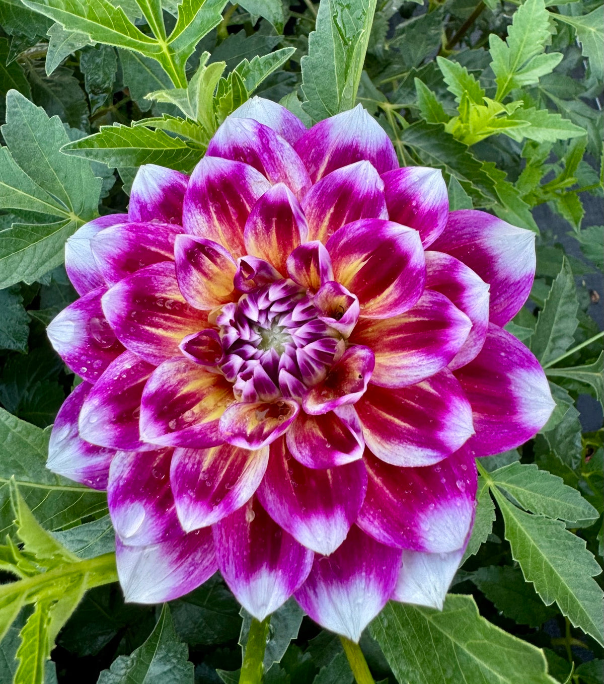 ALOA Jeu de Couleurs dahlia bloom at Peep & Petal flower farm
