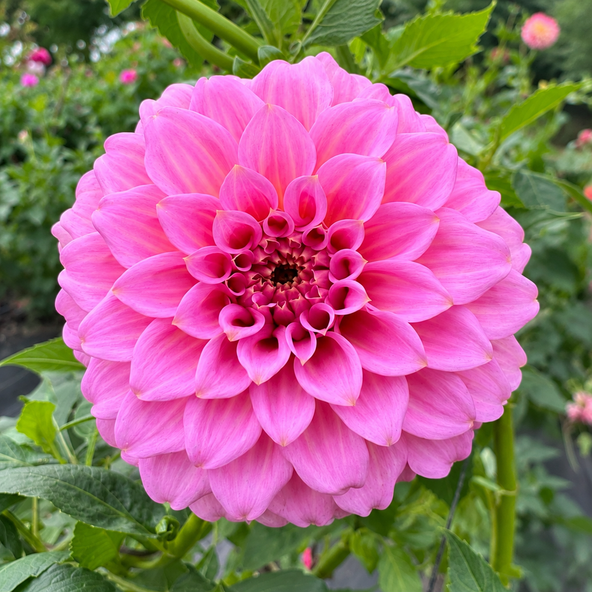 Araluen Leatrice Australian pink formal decorative dahlia bloom
