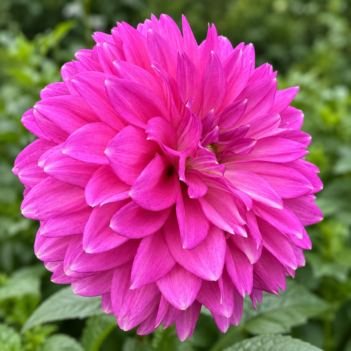 Bloomquist Clear Delight dahlia bloom grown at Peep & Petal Flower Farm