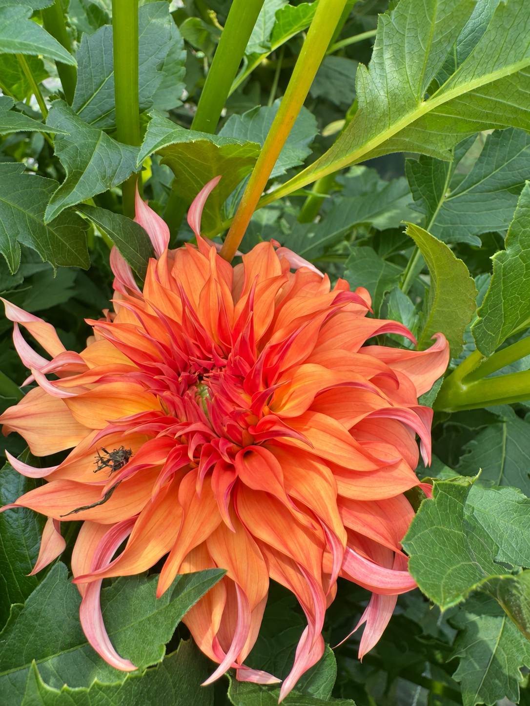 Bloomquist Jean orange dahlia bloom