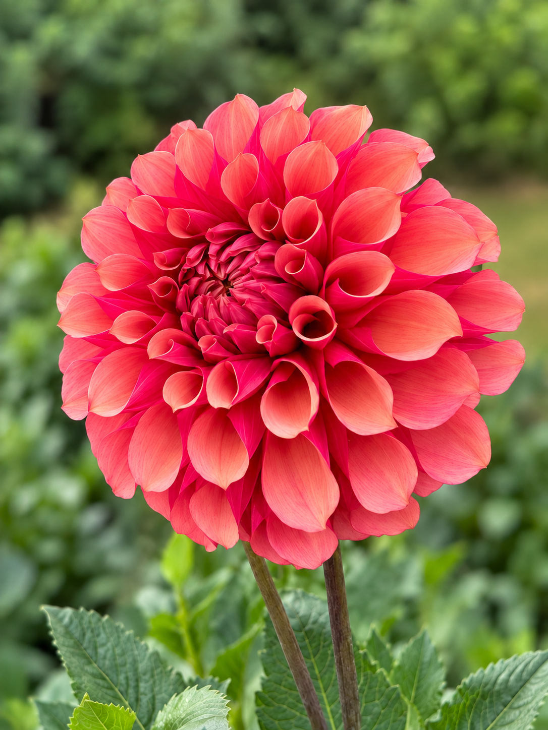 Burfoot Desert Rose dahlia bloom in coral, raspberry, and peach
