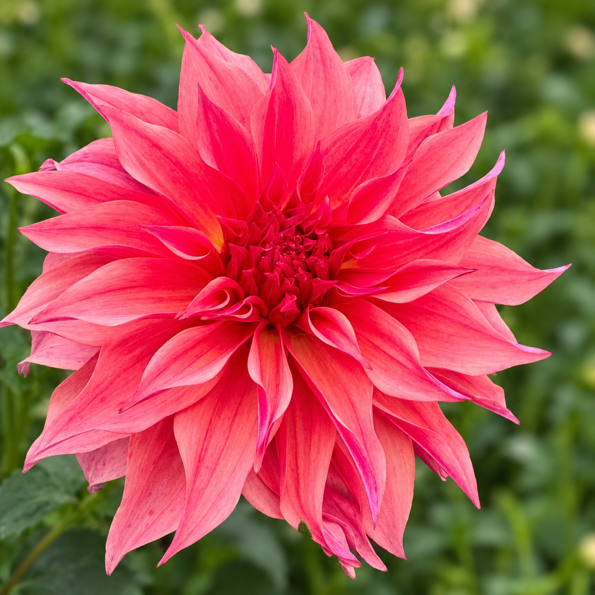 Carlos Watermelon dahlia bloom