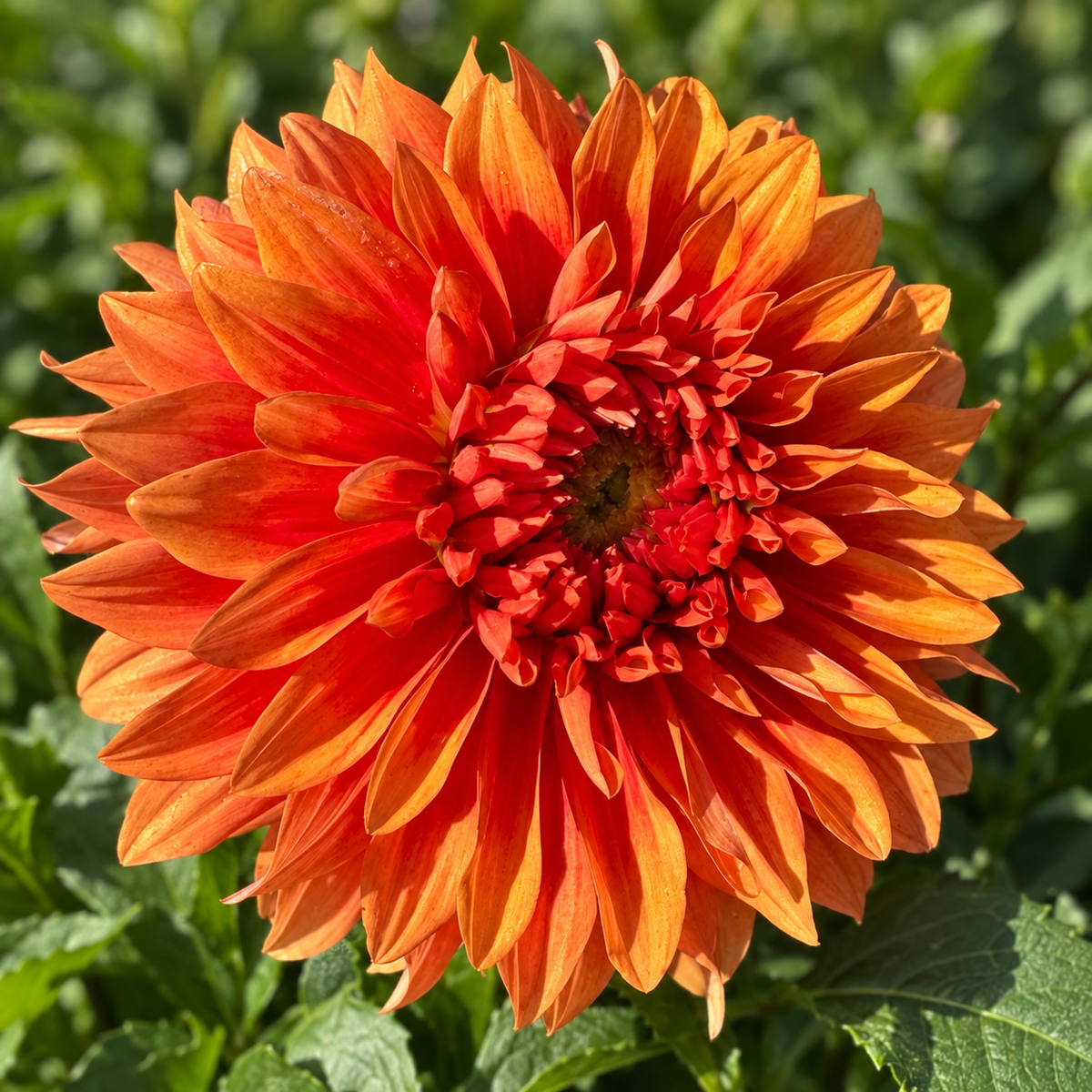Château d’Urville orange decorative dahlia bloom grown at Peep & Petal Flower Farm