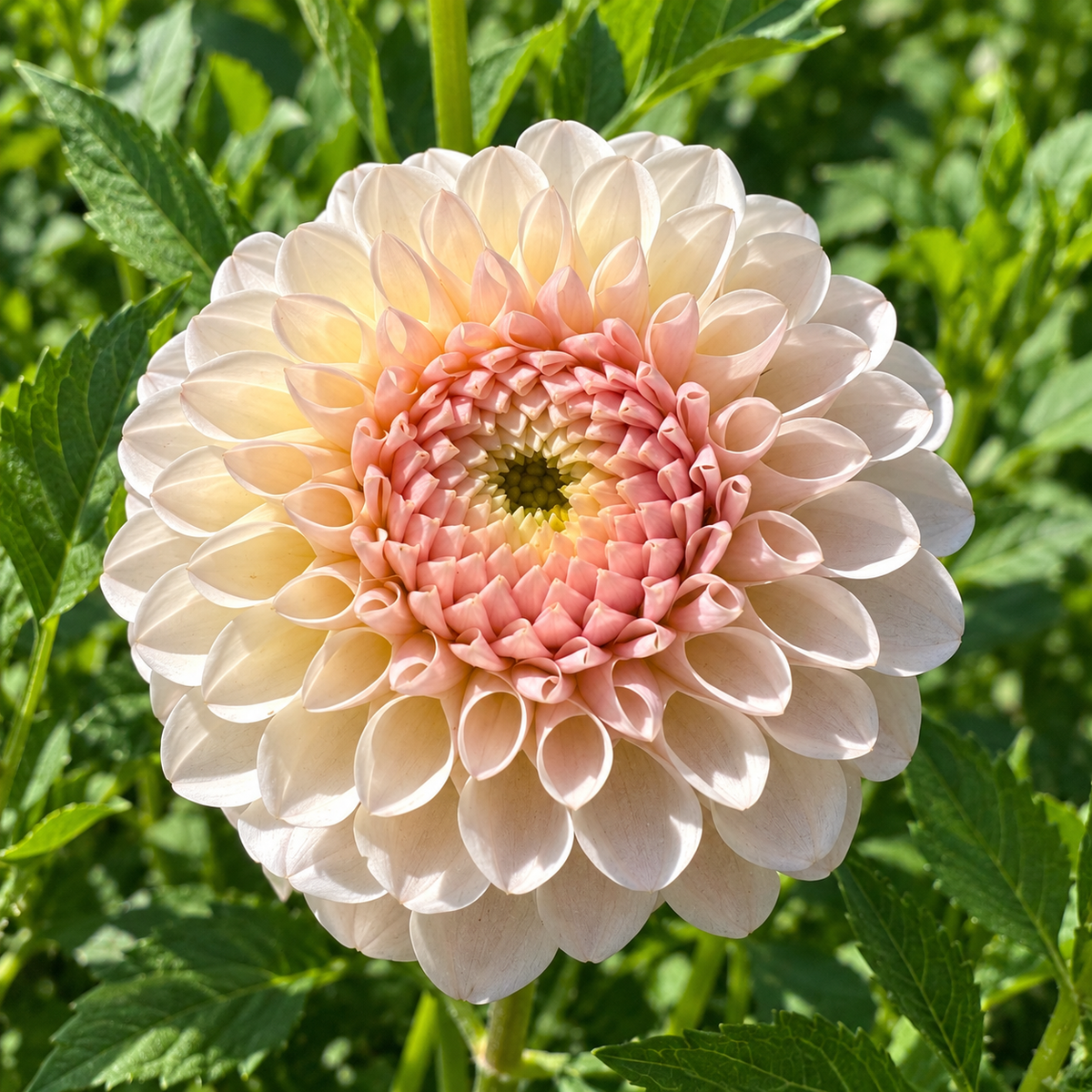 Eden Alice dahlia with cream-white petals and a blush center