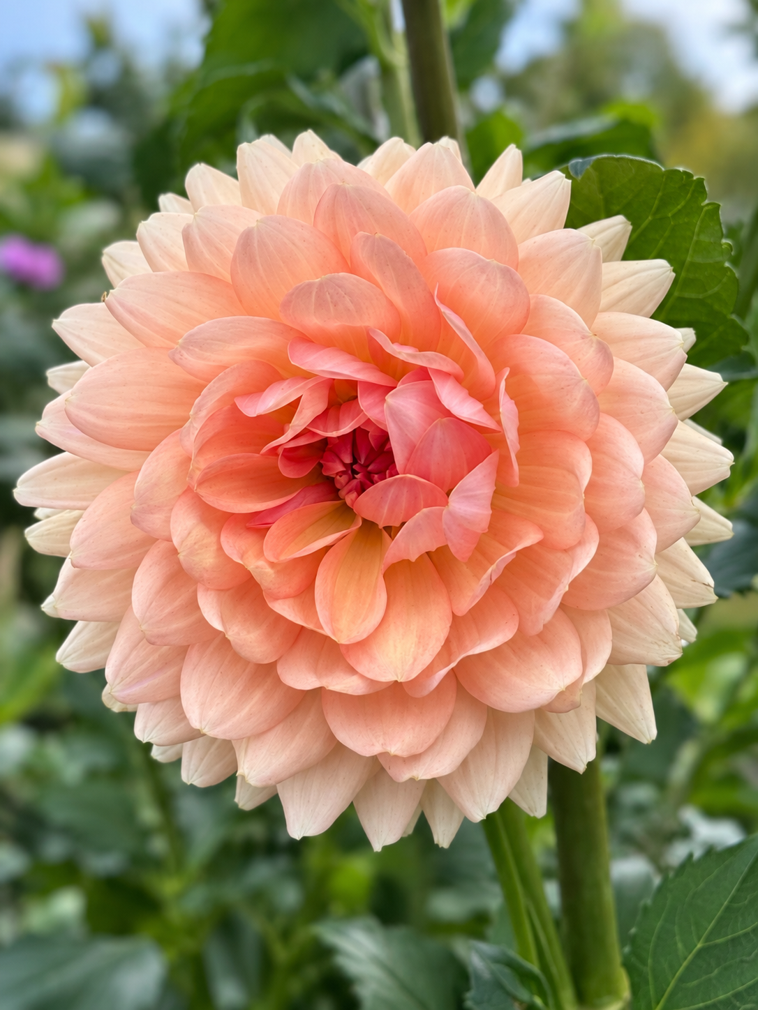 Fawn dahlia bloom in soft peach, apricot, and blush pink