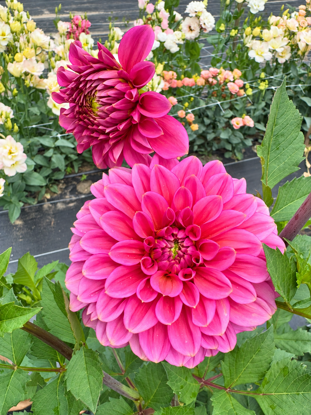 Australian Florelie Guava vivid guava-pink dahlia blooms