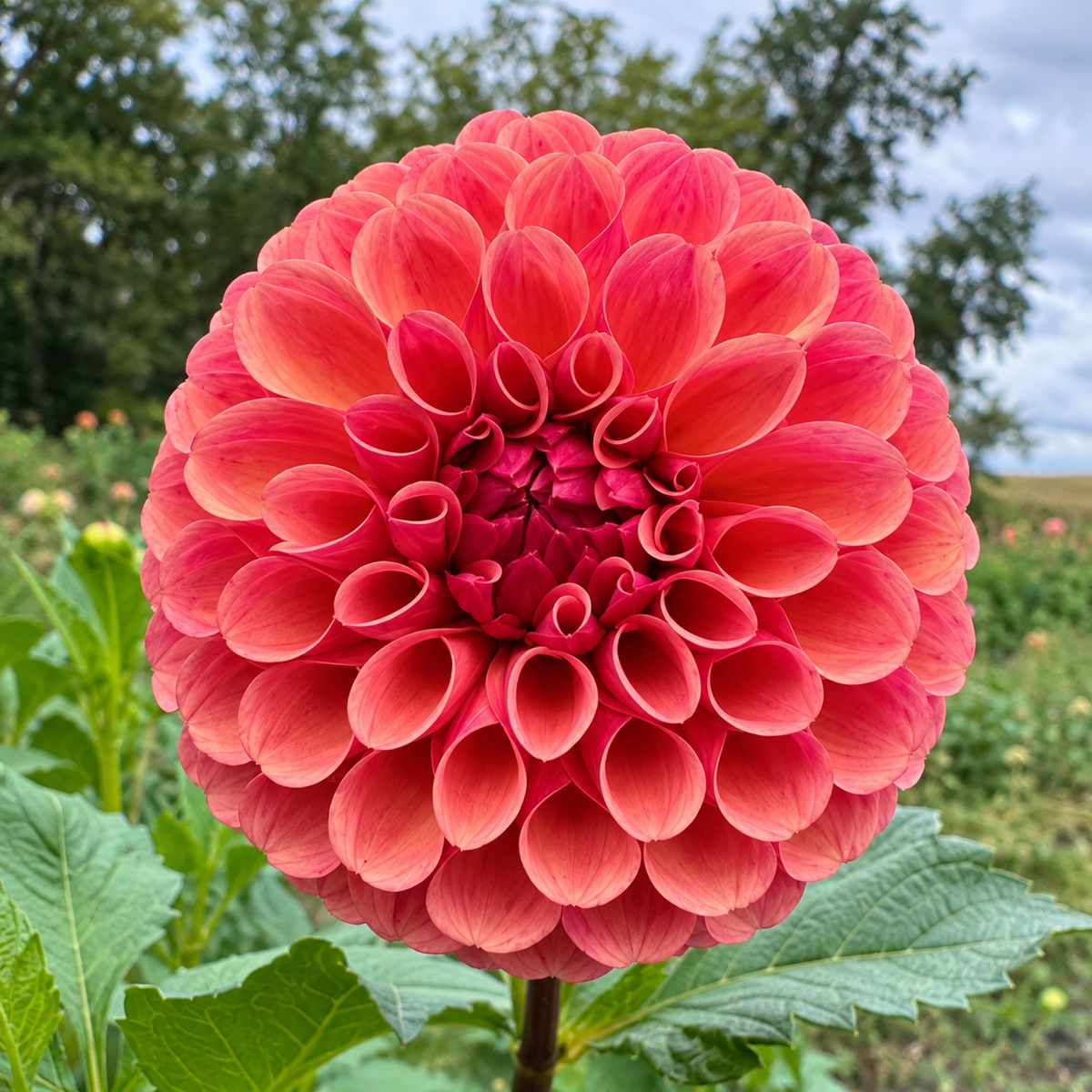 Hapet Peachy peach salmon decorative dahlia bloom