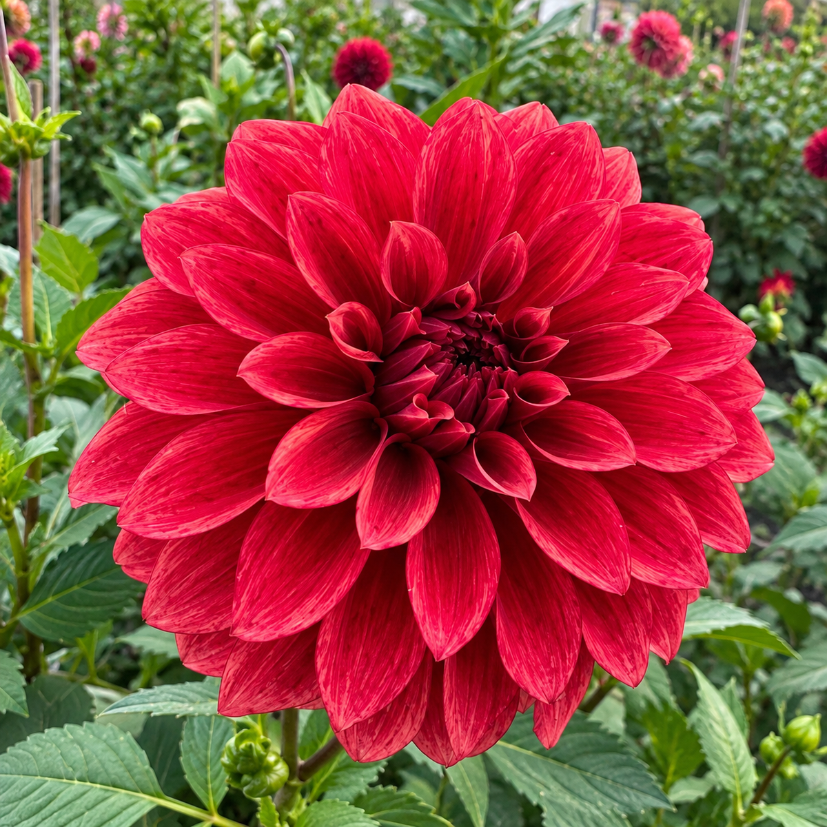 Hapet Smokey deep red decorative dahlia bloom