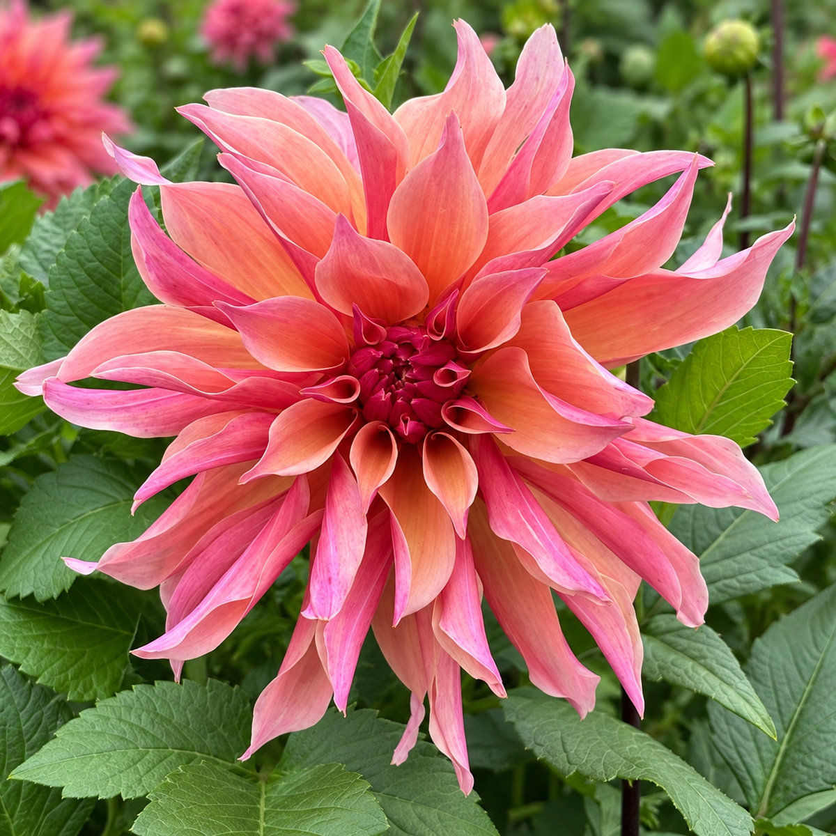 Labyrinth dahlia bloom in coral, peach, and pink