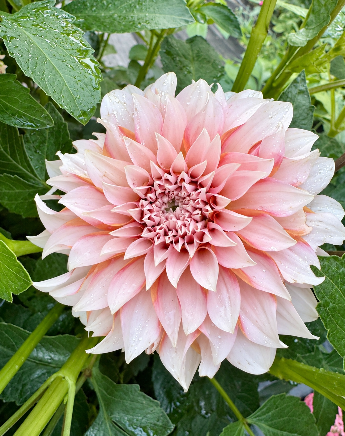 Lee's Chloe blush pink and cream dahlia bloom