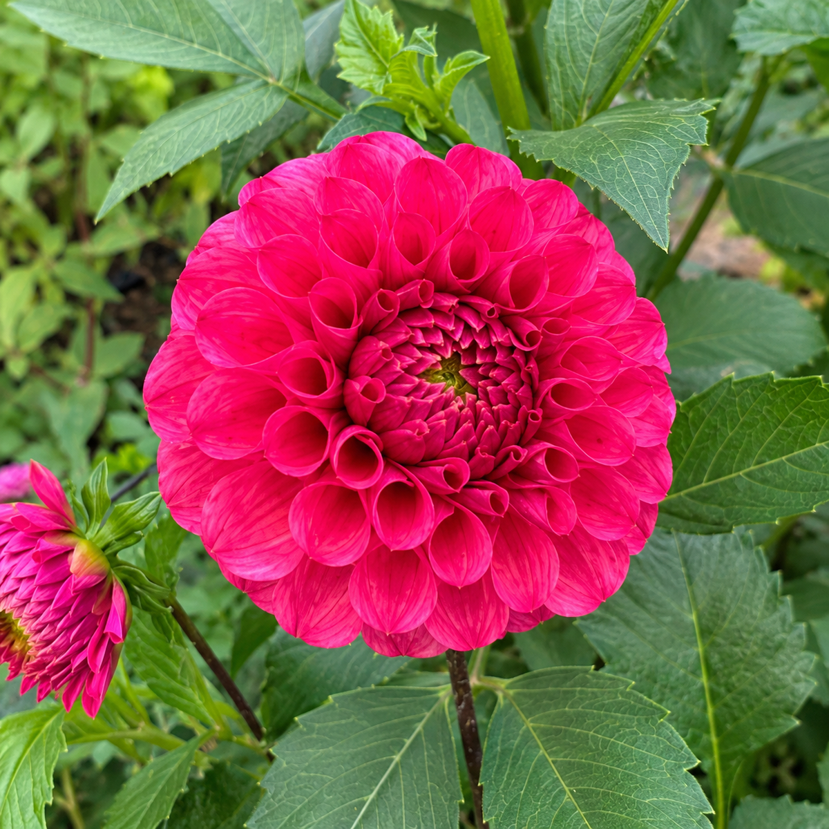 Levi's Kaleidoscope raspberry pink miniature formal decorative dahlia bloom