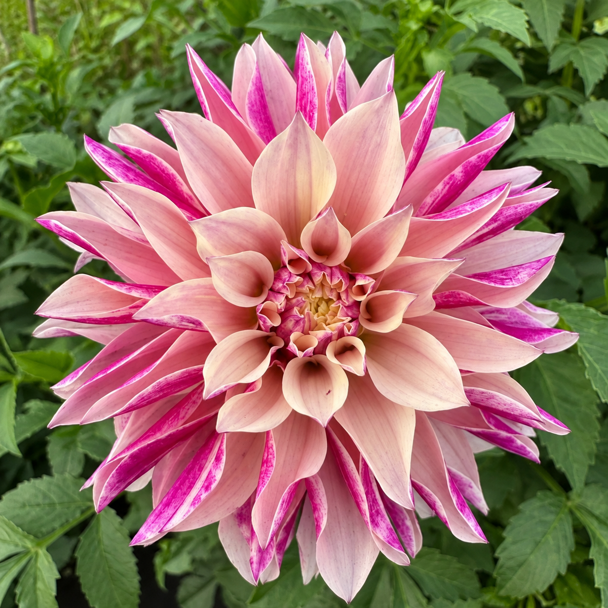 River's Artichoke pink dark-blend stellar dahlia bloom