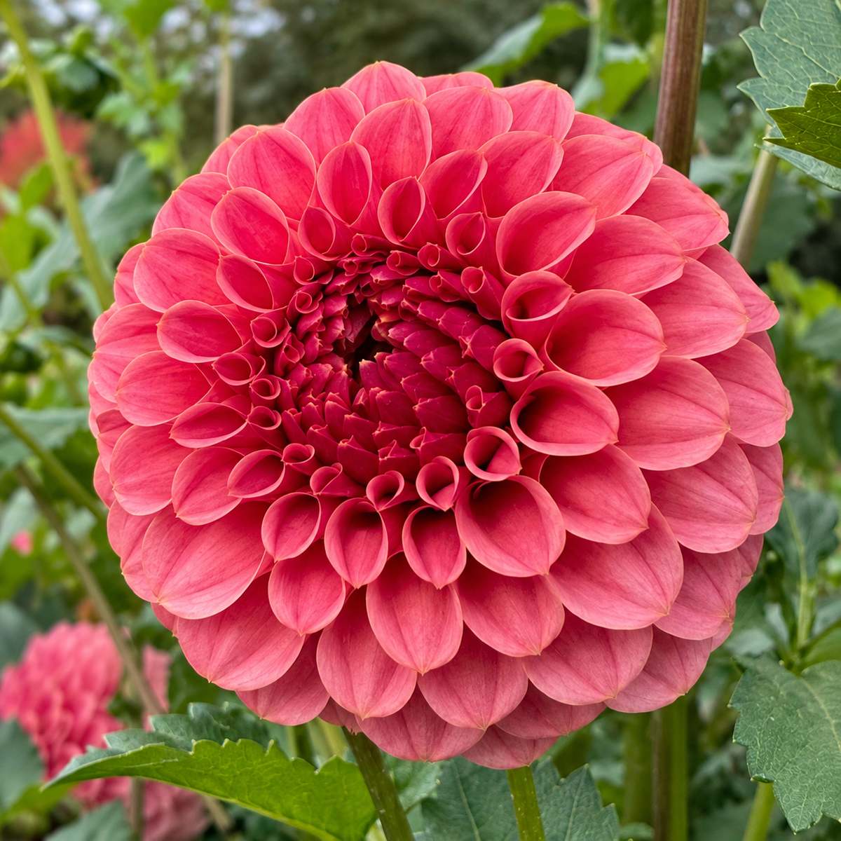 RM® Mauvelous pink-mauve dahlia bloom at Peep & Petal Flower Farm