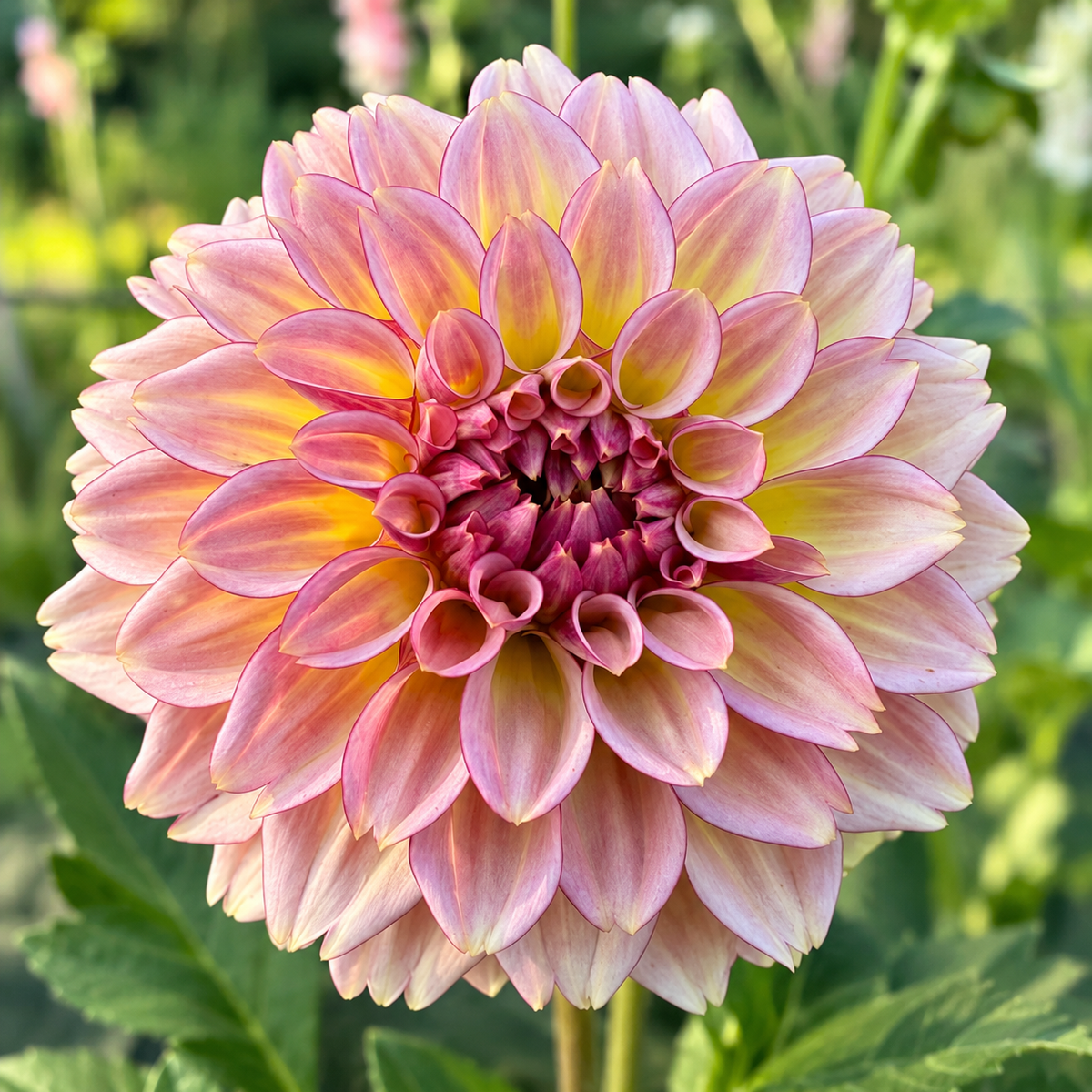 RM Mirage dahlia bloom