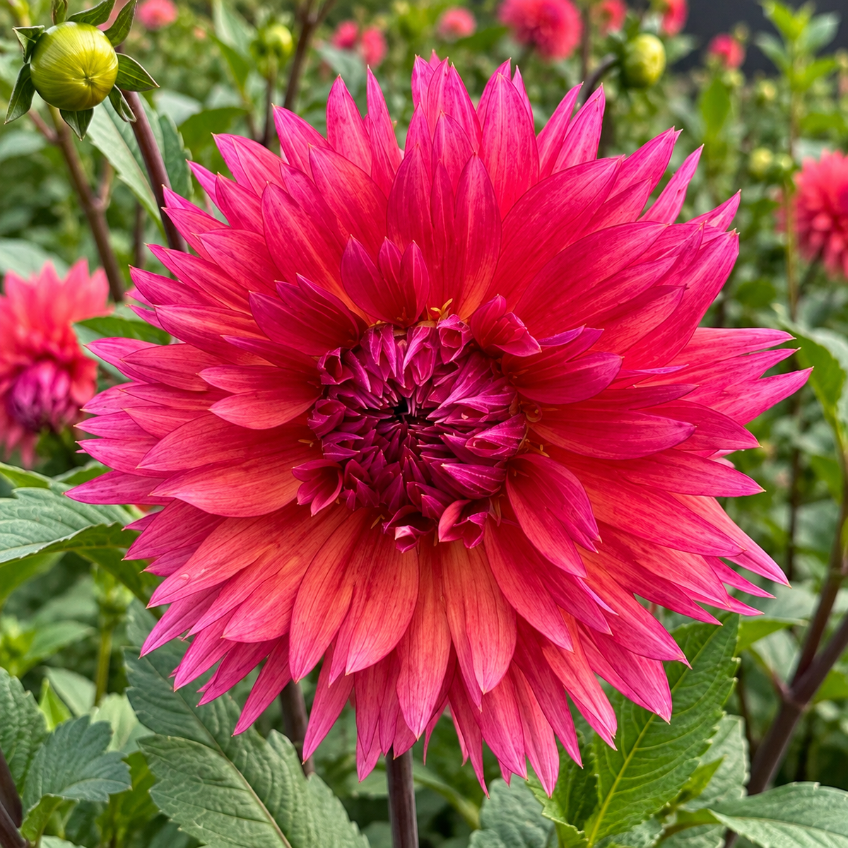 Sonic Bloom dahlia bloom