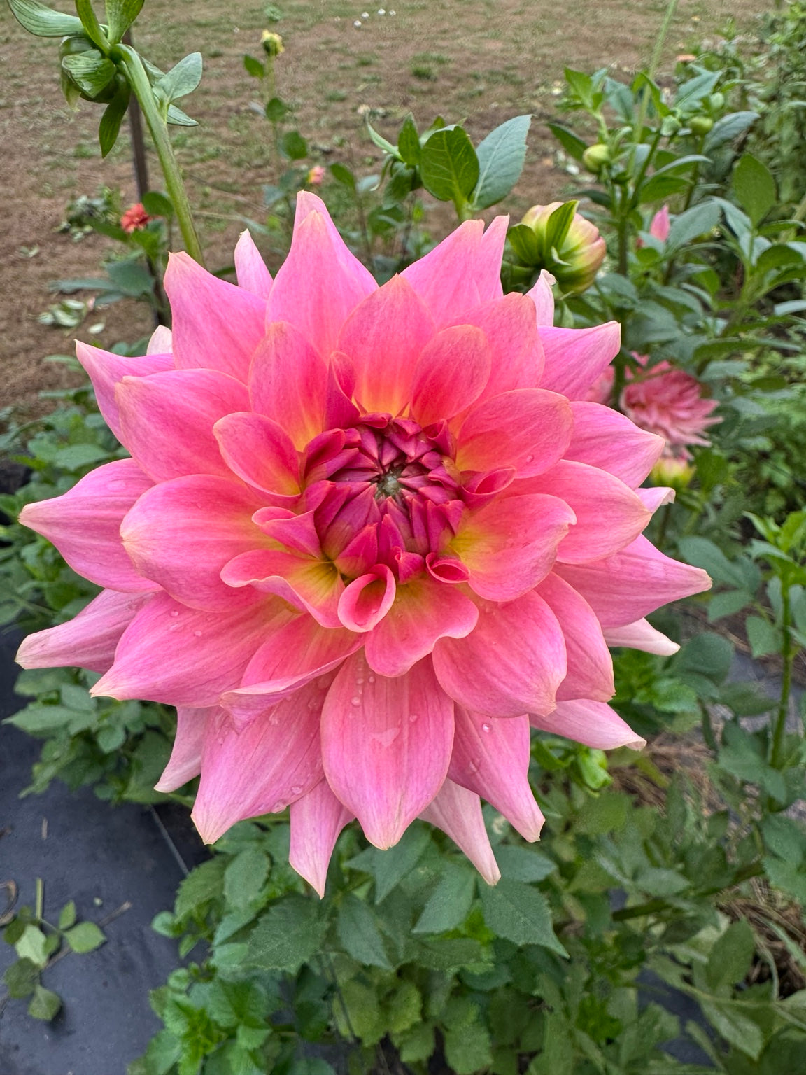 RM Fairy Wings pink dahlia bloom
