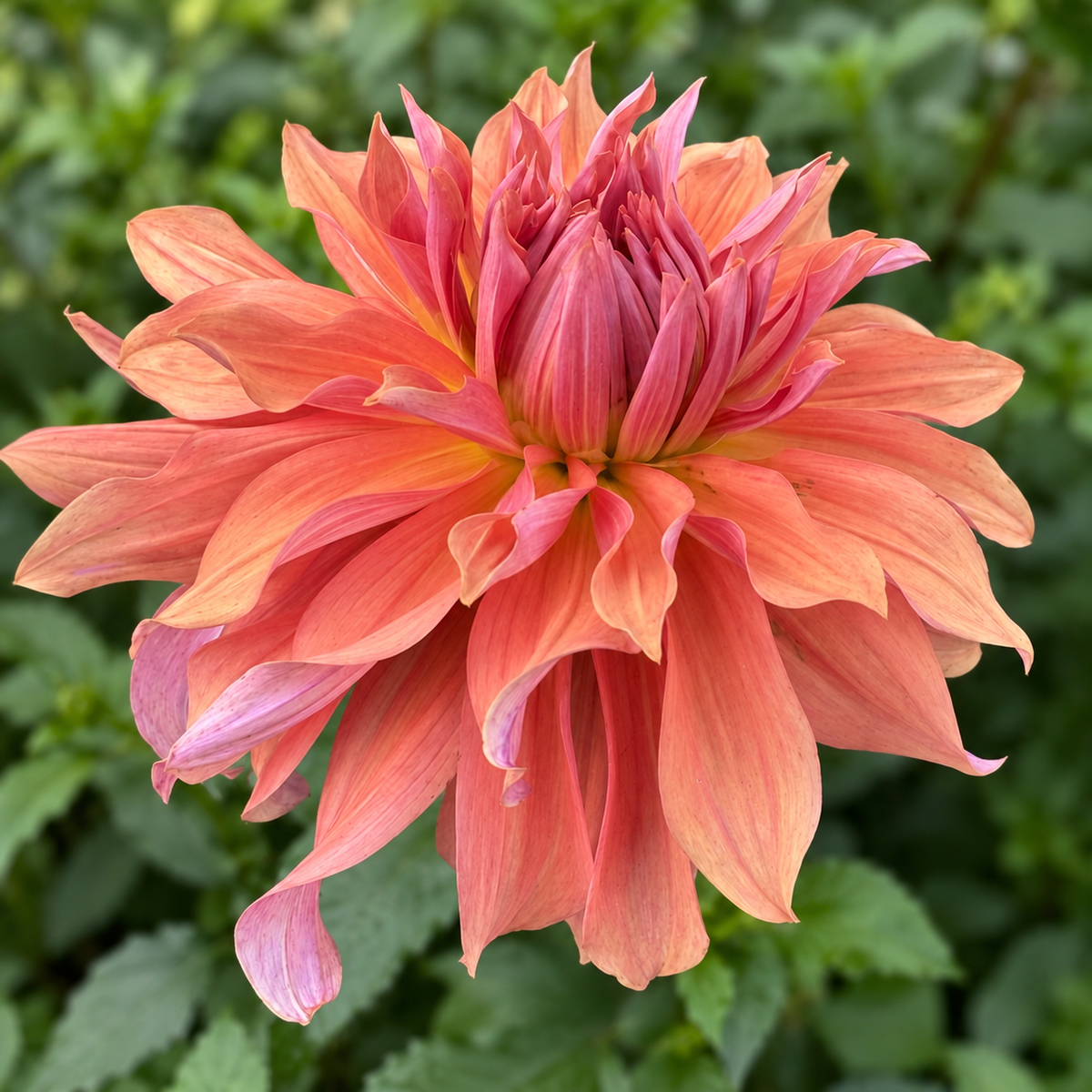 AC Rooster coral red stellar dahlia grown at Peep & Petal