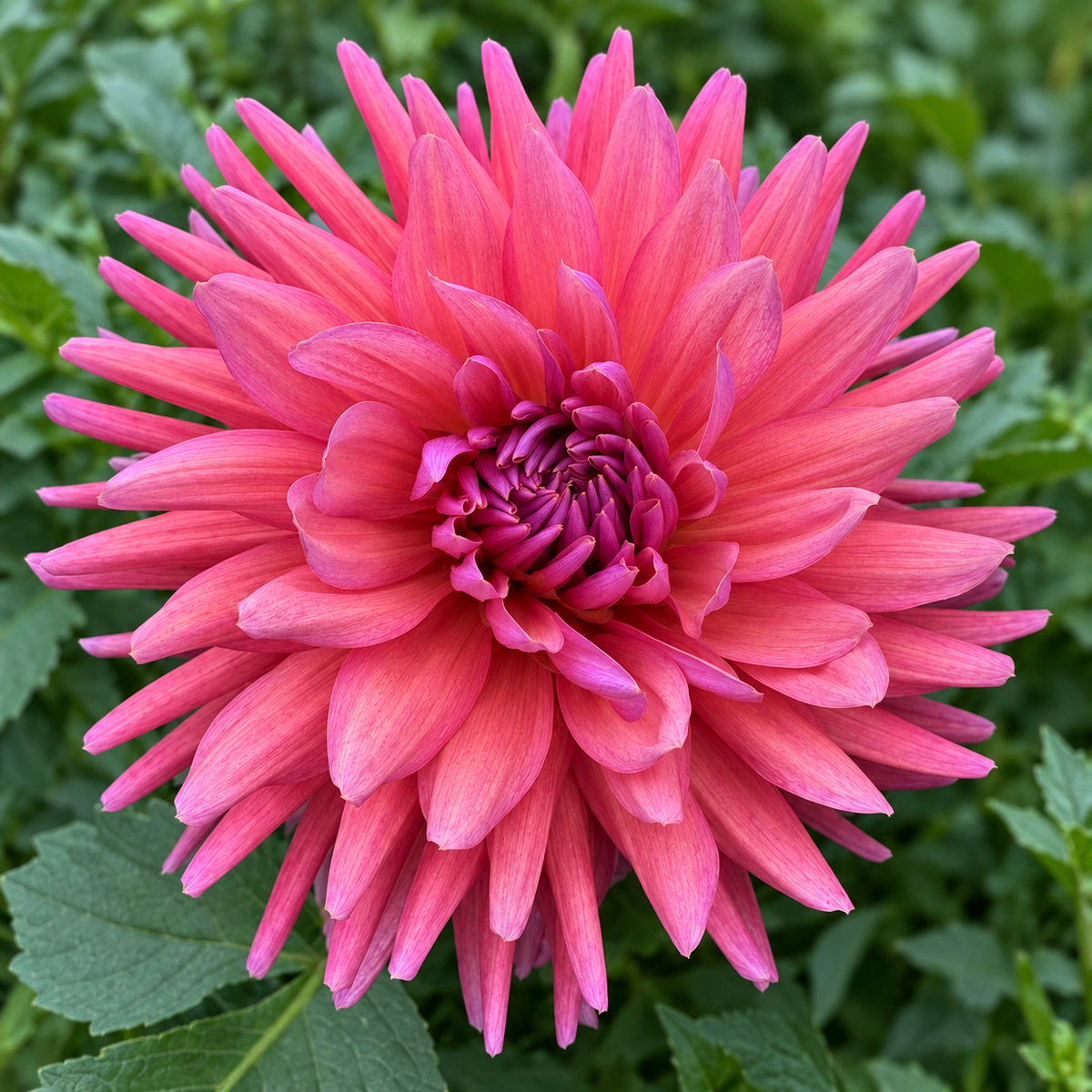 Allen’s Smoky Skies raspberry-pink semi-cactus dahlia at Peep & Petal