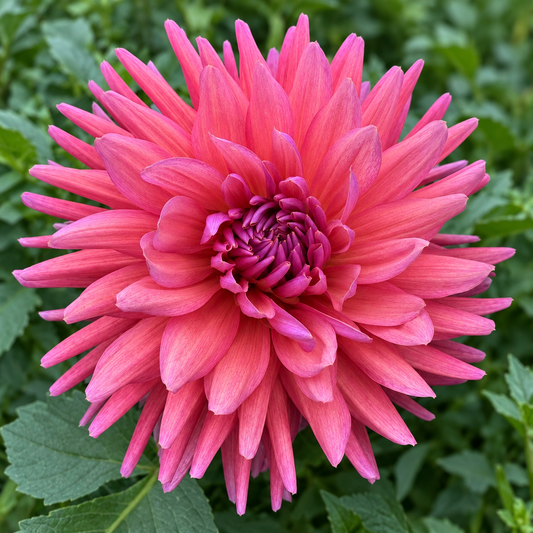 Allen’s Smoky Skies raspberry-pink semi-cactus dahlia at Peep & Petal