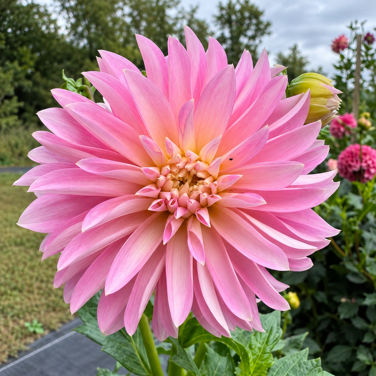 Alloway Candy soft pink informal decorative dahlia bloom