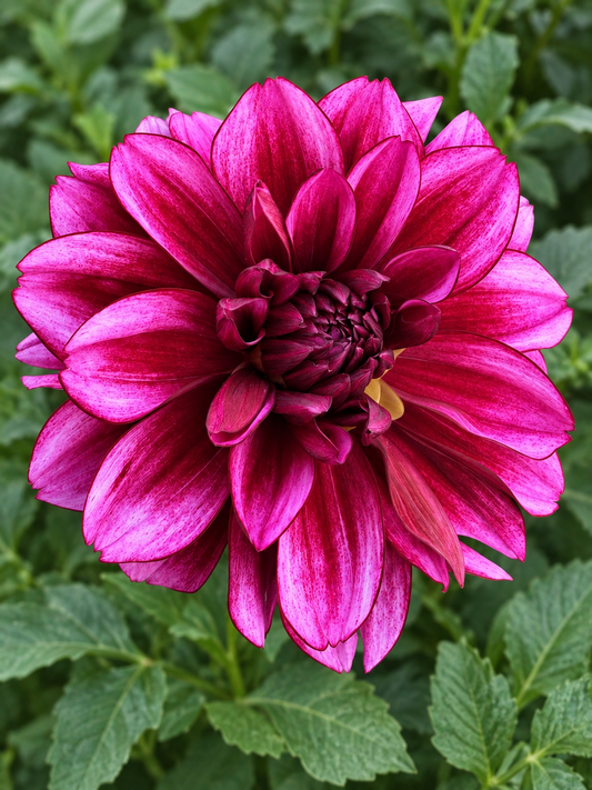 Aspasia shimmering magenta and burgundy waterlily dahlia bloom