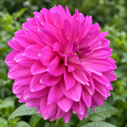 Bloomquist Clear Delight dahlia bloom grown at Peep & Petal Flower Farm