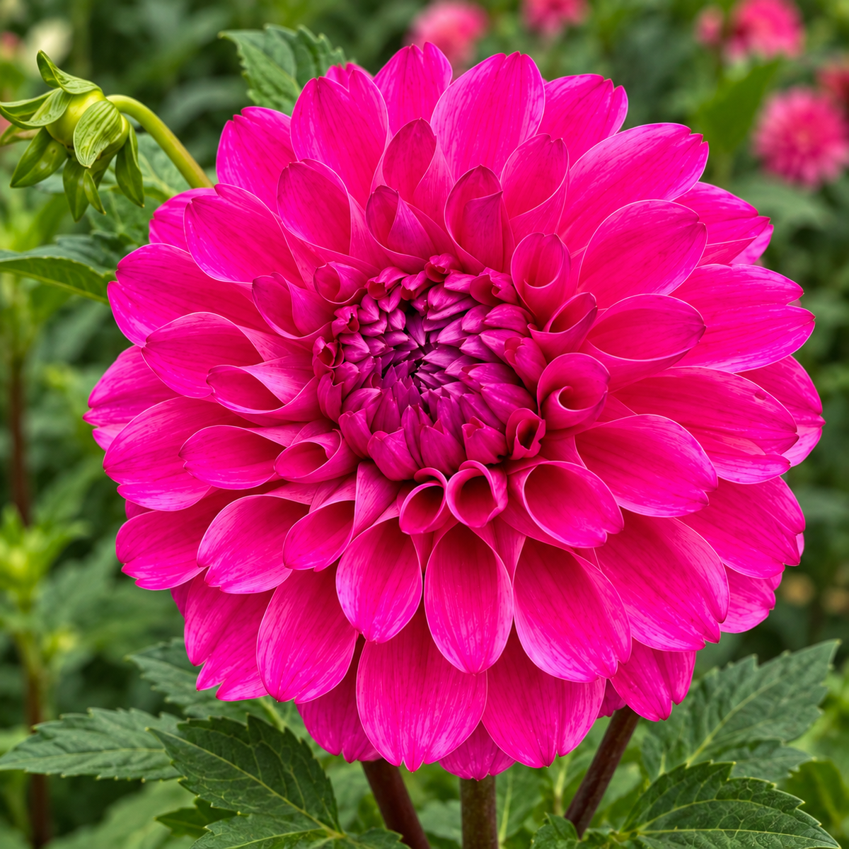 Bloomquist Intrepid dahlia bloom