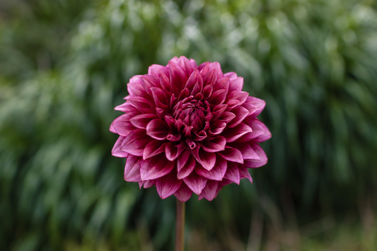Bloomquist York burgundy dahlia bloom