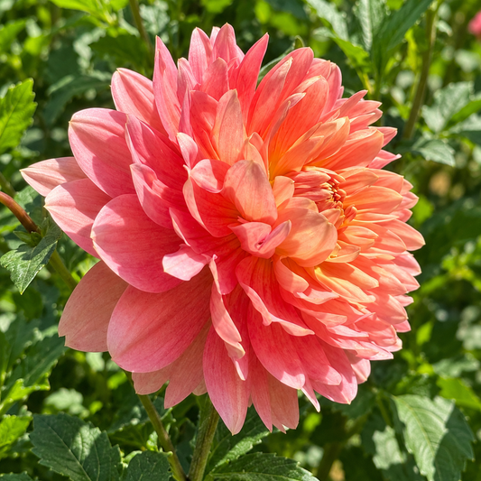 Carolina Wagemans coral-pink dahlia photographed from the side