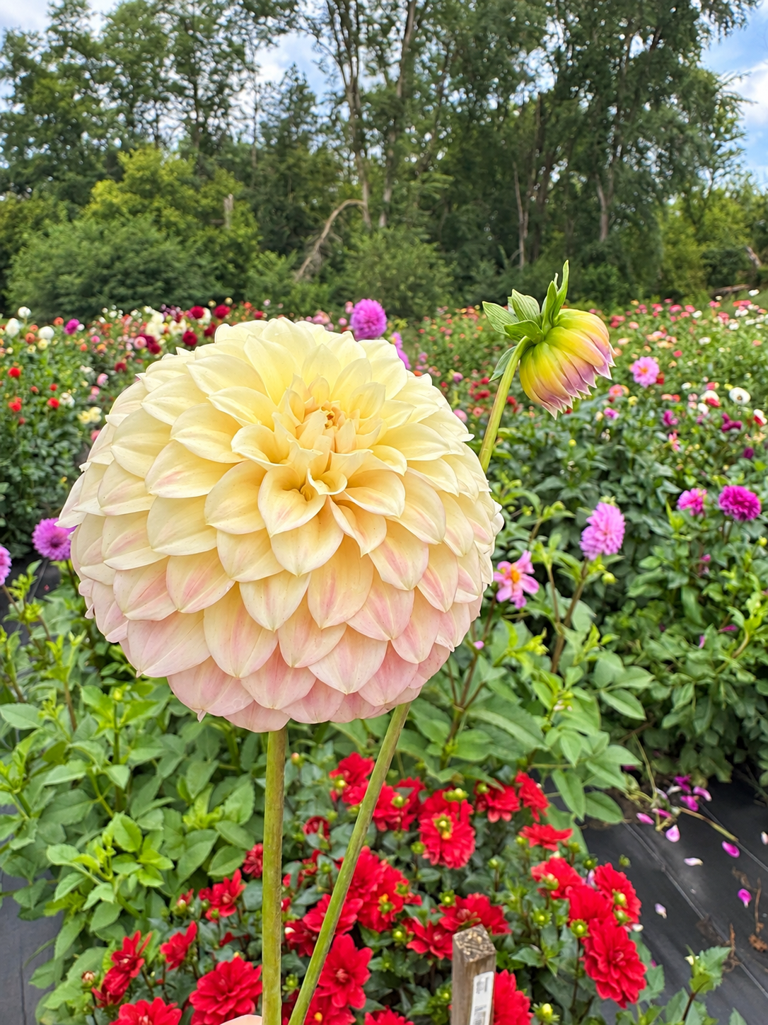 Coorabell Astrid cream and blush dahlia bloom