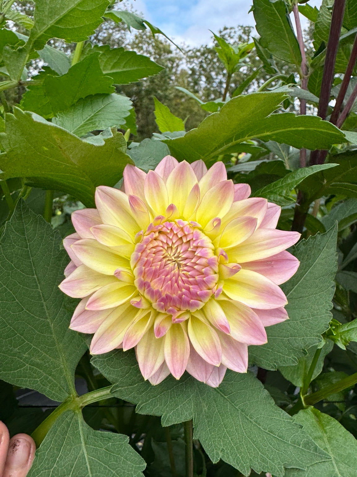 Natural Coralie dahlia bloom grown at Peep & Petal Flower Farm