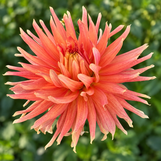 Dagmar coral-orange incurved cactus dahlia — Peep & Petal
