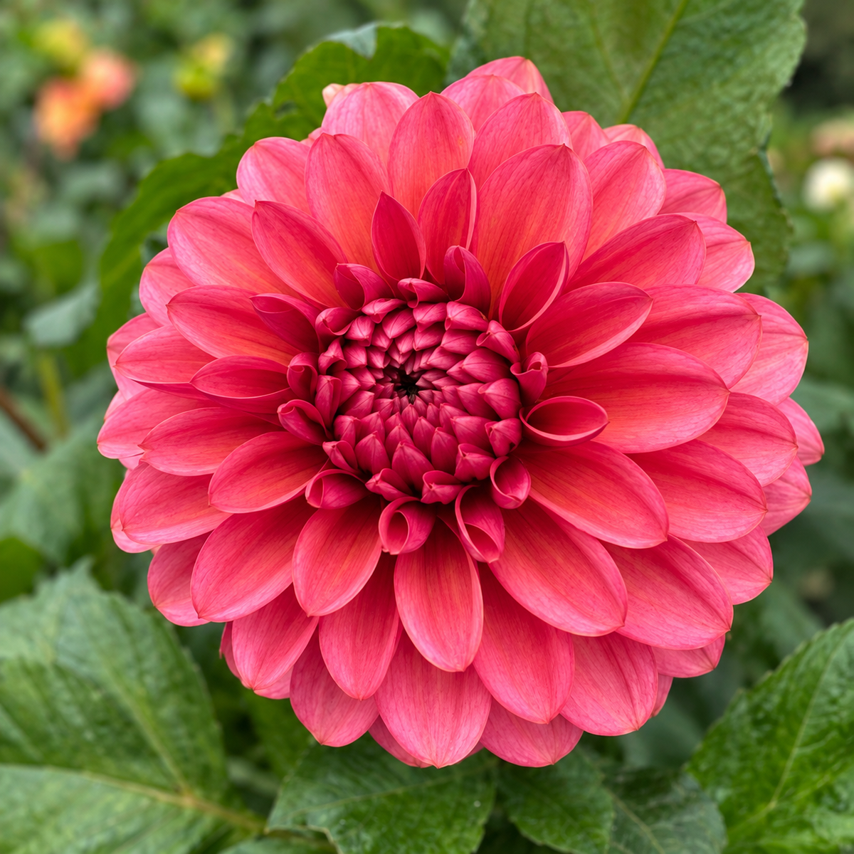 Daisy Duke coral-pink dahlia with raspberry center at Peep & Petal Flower Farm