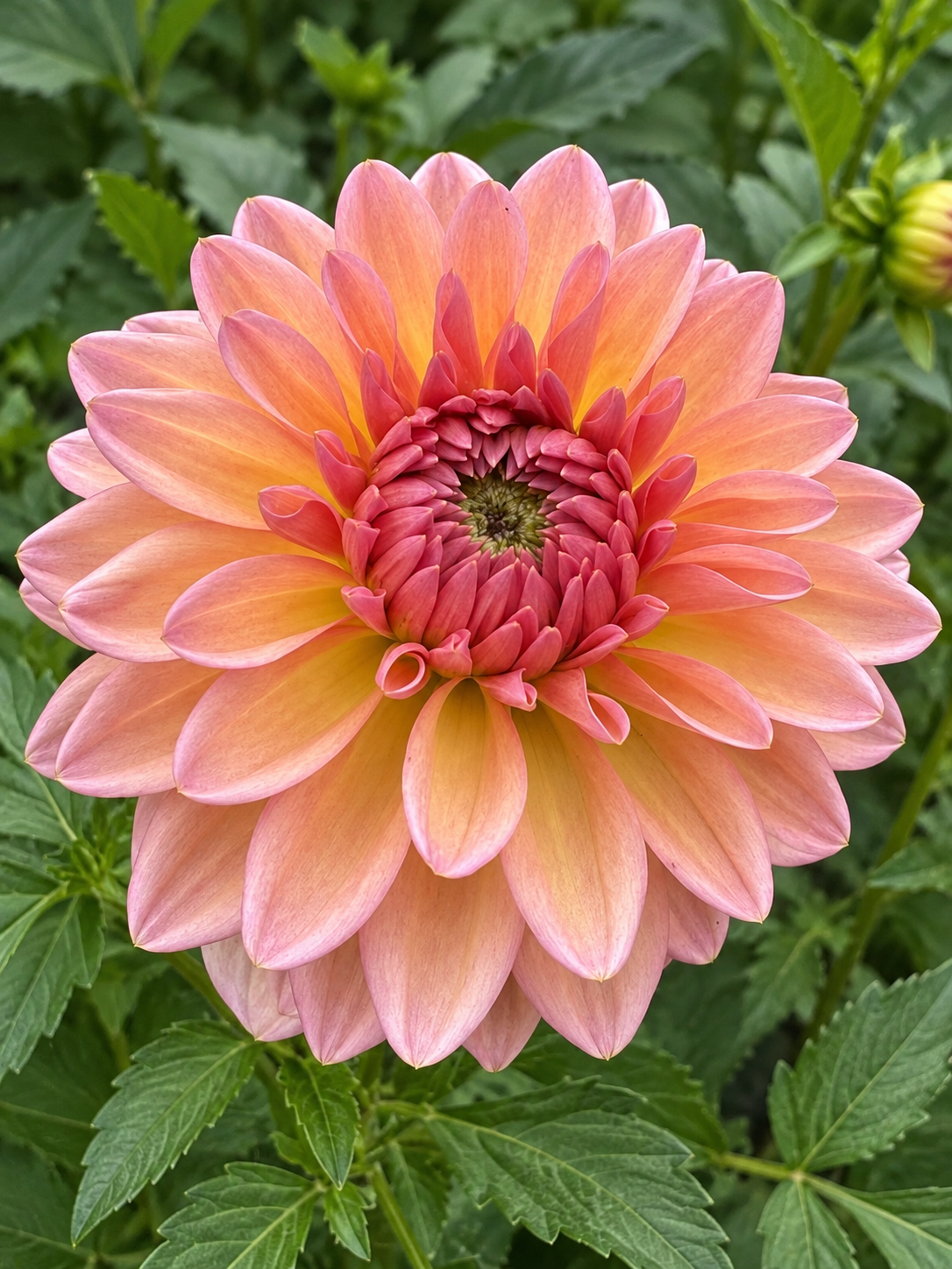 Echo Jose peach and coral formal decorative dahlia bloom