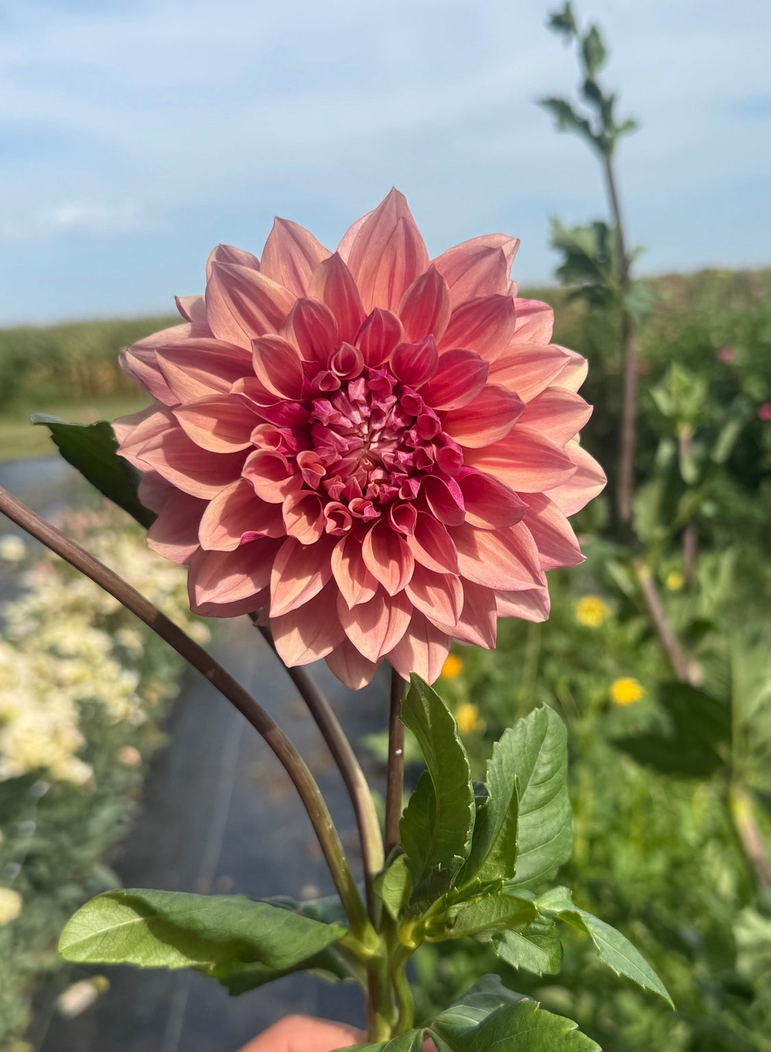 Everbloom Rosé Australian dahlia bloom grown at Peep & Petal