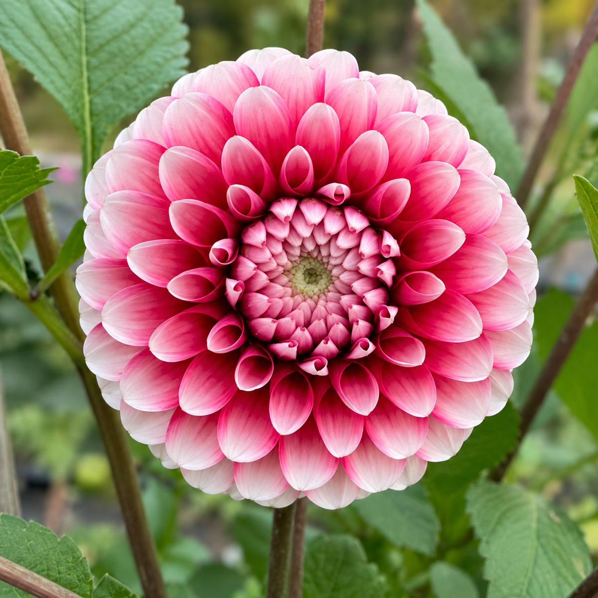 Florelie Cosmic Romance dahlia grown at Peep & Petal, raspberry pink with pale petal tips