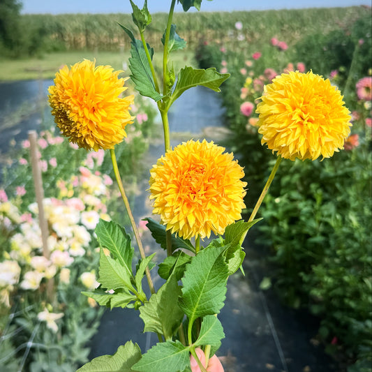 Florelie Dandelion yellow dahlia blooms grown at Peep & Petal