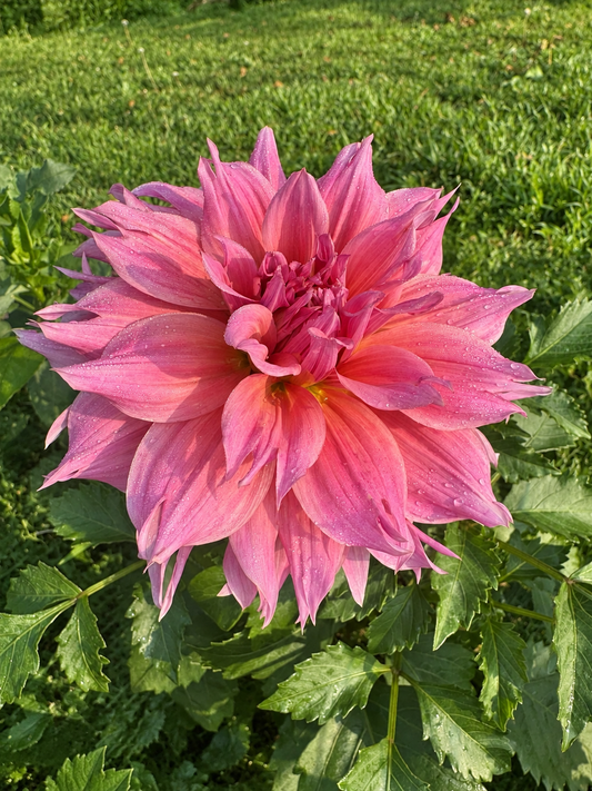 Formby Monarch pink dahlia bloom at Peep & Petal flower farm