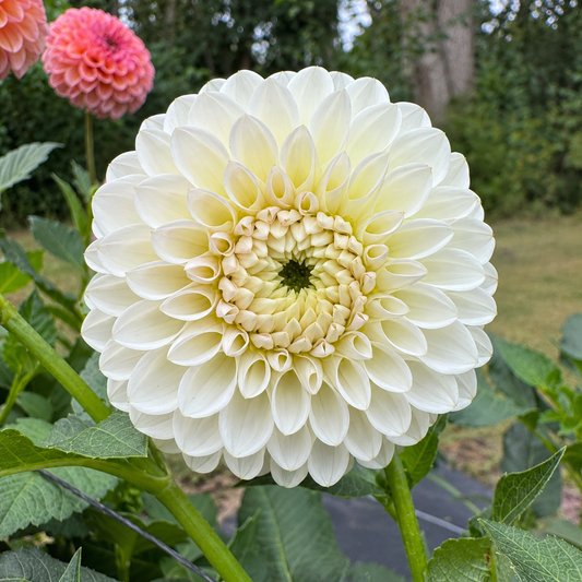 Formby Pearl Australian white formal decorative dahlia bloom