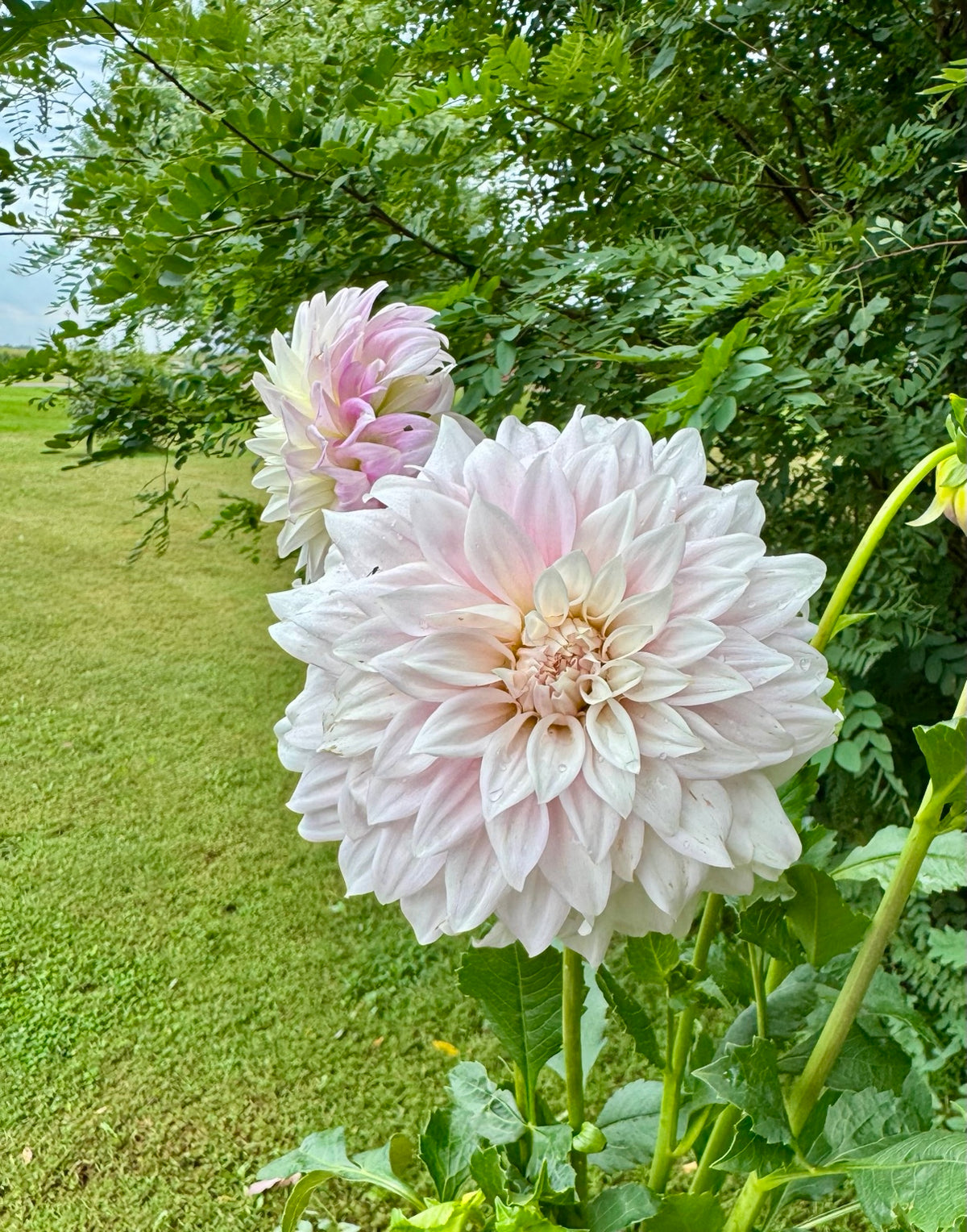 Glenbank Lavender Blush Australian dahlia bloom grown at Peep & Petal