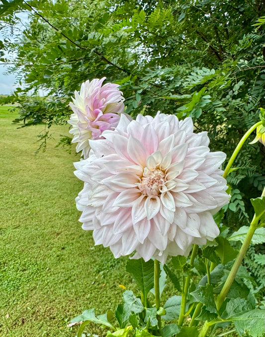 Glenbank Lavender Blush Australian dahlia bloom grown at Peep & Petal