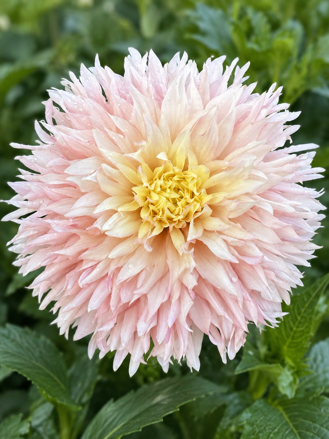 Hapet Champagne dahlia bloom