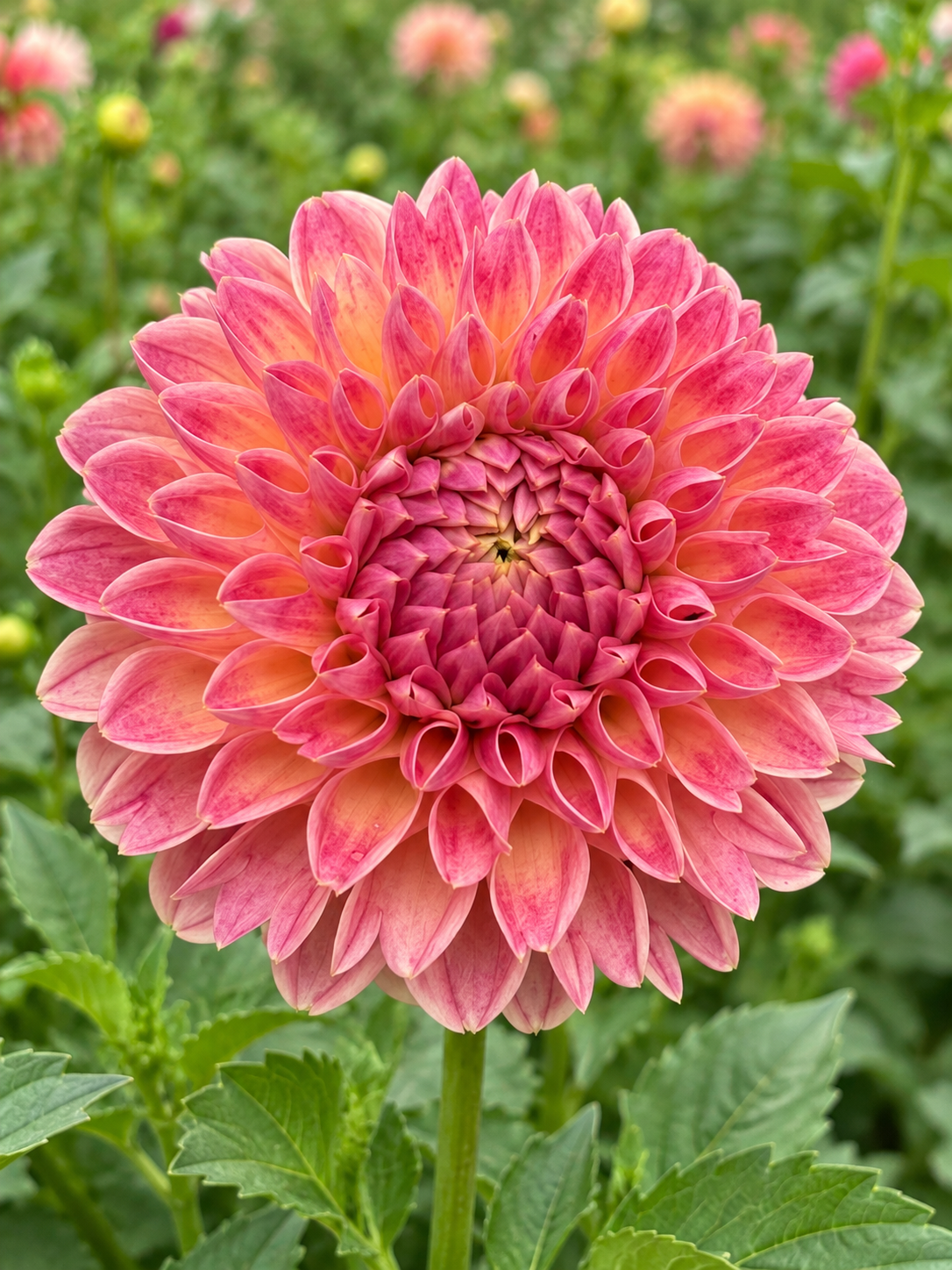 Hapet Daisy coral pink dahlia bloom