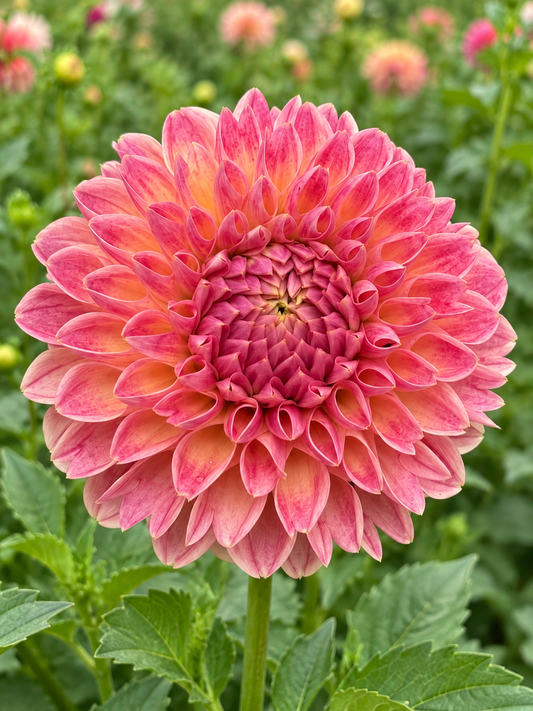 Hapet Daisy coral pink dahlia bloom