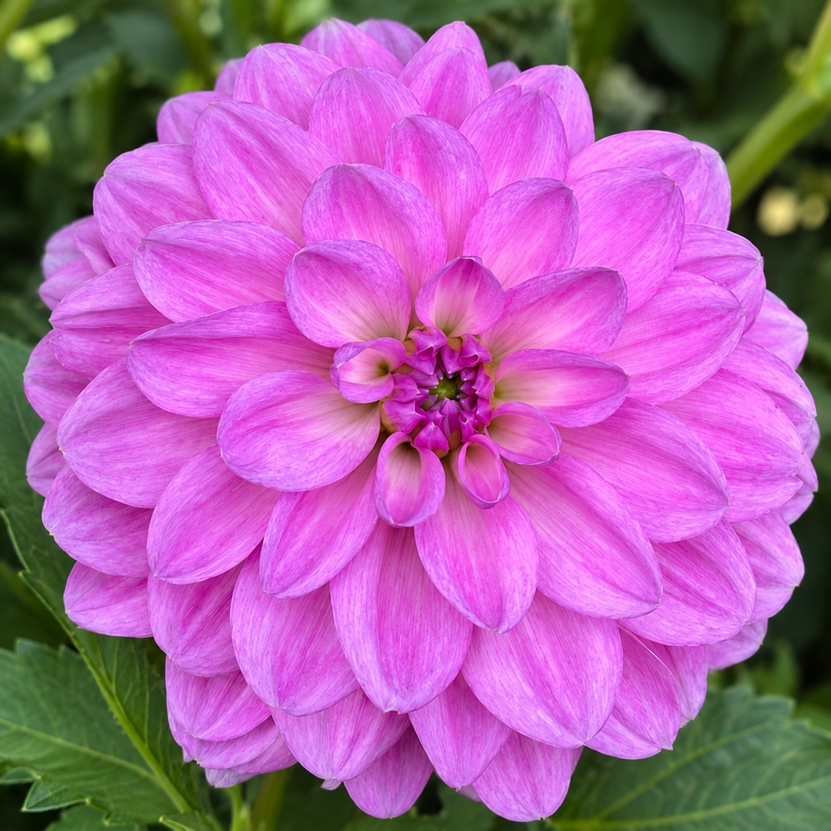 Hapet Lagoon violet purple waterlily dahlia bloom