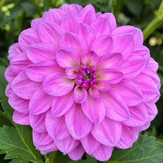 Hapet Lagoon violet purple waterlily dahlia bloom