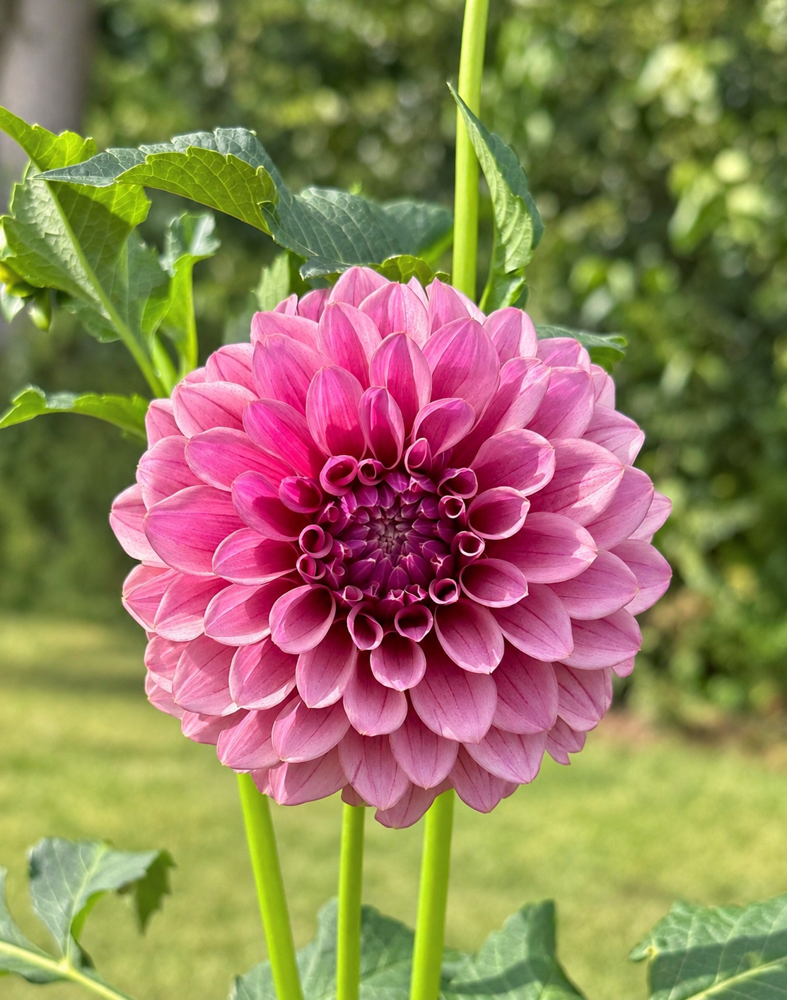 Hazy Plum mauve dahlia bloom