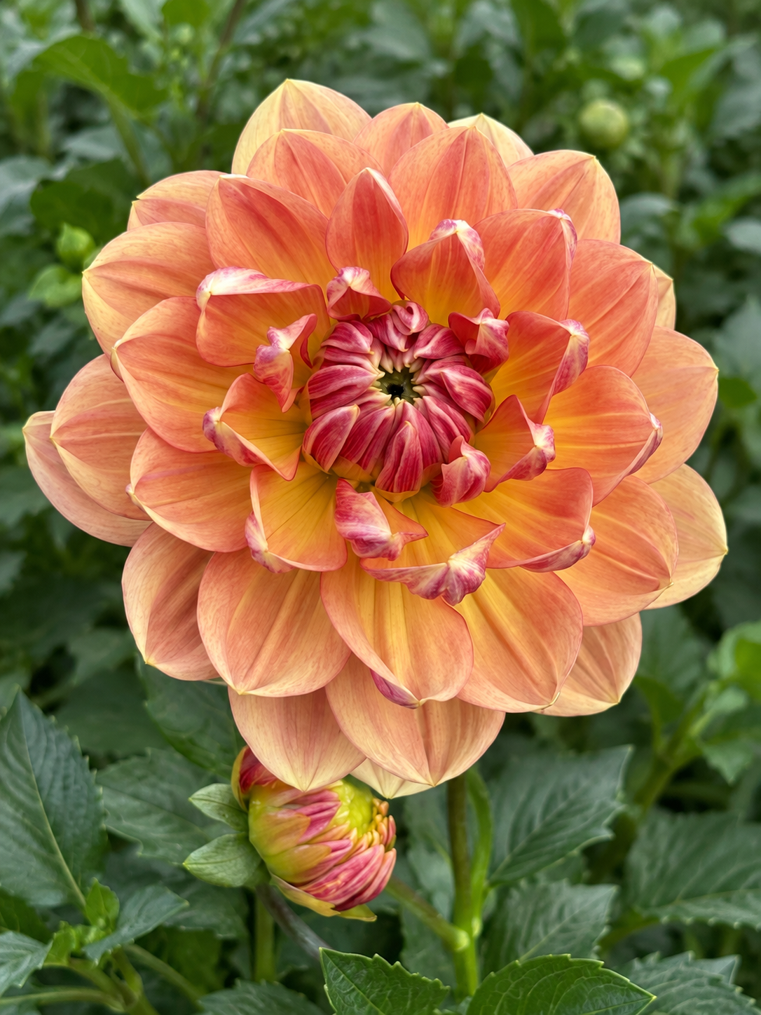 Hollyhill Golden Glow golden apricot waterlily dahlia bloom
