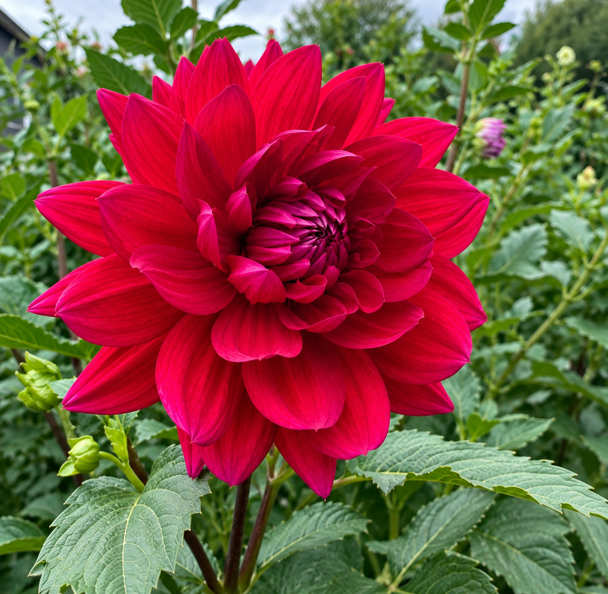 Hollyhill Pandora dahlia bloom