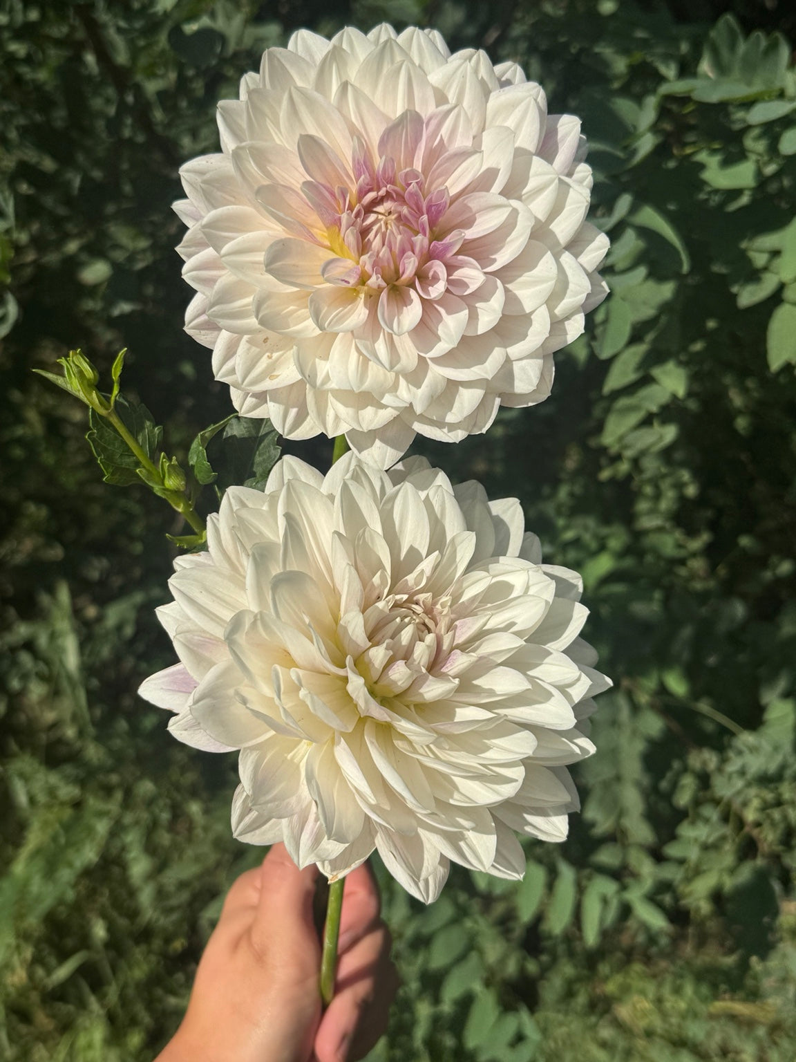 Hollyhill Snow Queen white dahlia blooms grown at Peep & Petal